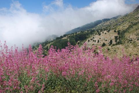 Horsh Ehden Nature Reserve in June @Magda Bou Dagher Kharrat